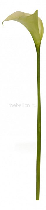 Цветы